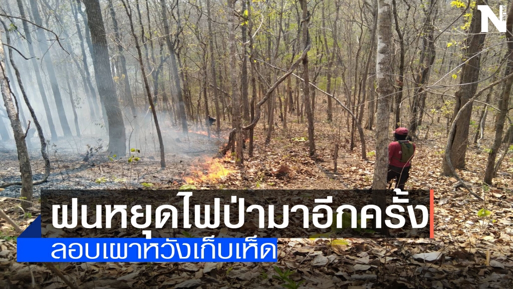 ฝนหยุด!ไฟป่ามาอีกครั้ง-ลอบเผาหวังหาเห็ด ฝนหยุด!ไฟป่ามาอีกครั้ง-ลอบเผาหวังหาเห็ด