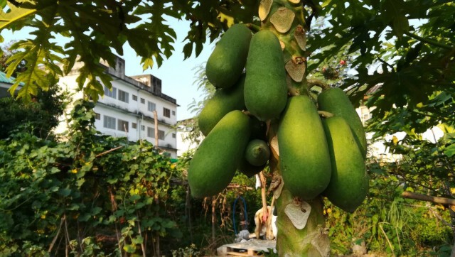 ครบ1ปีสวนผักกลางเมืองพิษณุโลก-สู้พิษโควิด