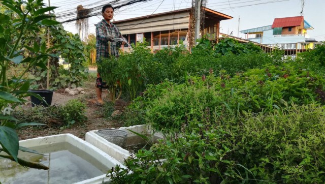 ครบ1ปีสวนผักกลางเมืองพิษณุโลก-สู้พิษโควิด
