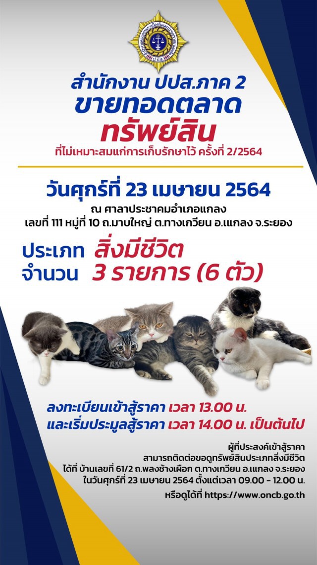 เตรียมขายทอดตลาดแมวสายพันธุ์ต่างประเทศ 6 ตัว ศุกร์นี้