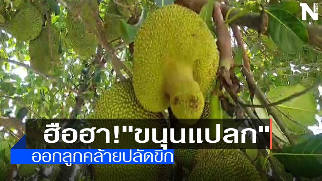 ฮือฮา!"ขนุนแปลก"-ออกลูกคล้ายปลัดขิก ฮือฮา!"ขนุนแปลก"-ออกลูกคล้ายปลัดขิก
