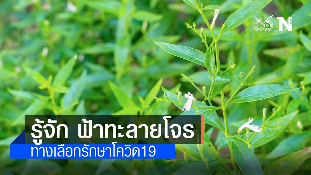 รู้จัก "ฟ้าทะลายโจร" สมุนไพรความหวัง สู้'โควิด19'
