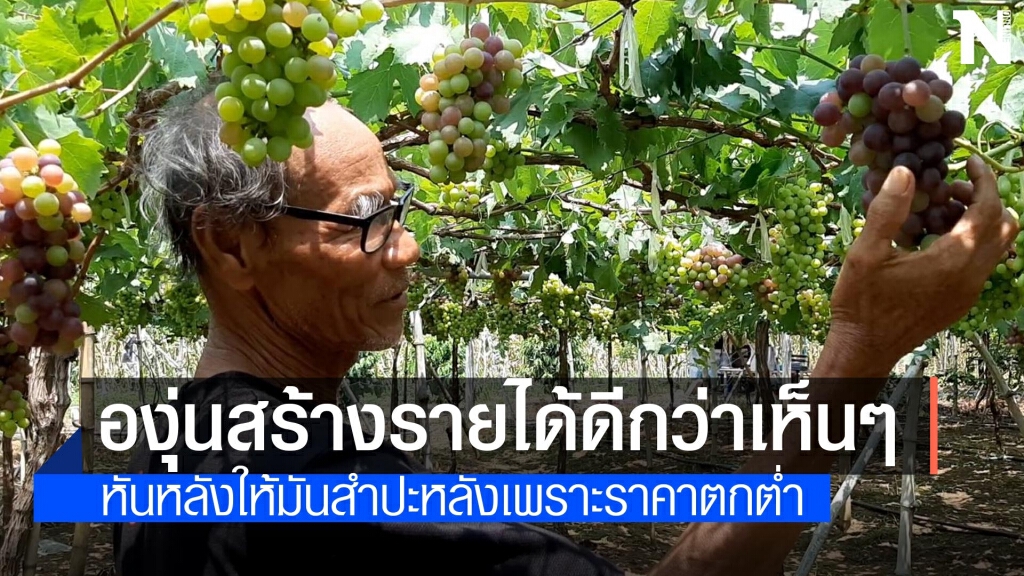 เกษตรกรหันปลูกองุ่นขายแทนมันสำปะหลัง เตรียมเก็บขายปลายเดือนเมษายนนี้