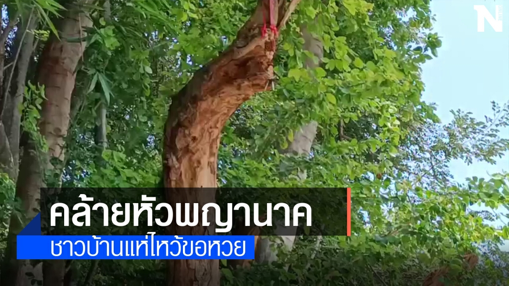 ฮือฮา ต้นมะขามเทศอายุ20ปี แตกกิ่งคล้ายหัวพญานาค ฮือฮา ต้นมะขามเทศอายุ20ปี แตกกิ่งคล้ายหัวพญานาค