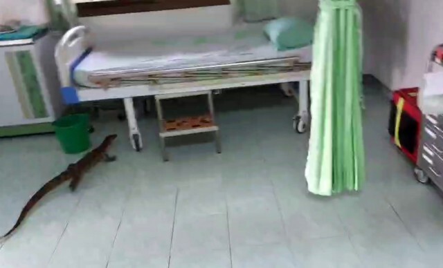 แตกตื่น!คนไข้พิเศษมานอนรอหมอห้องฉุกเฉินแต่เช้า