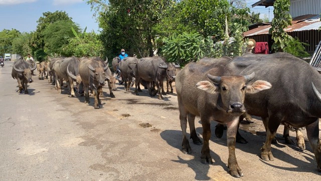 คุณตาอาสาเก็บขี้ควาย ทำความสะอาดถนนหลวงให้ฟรี