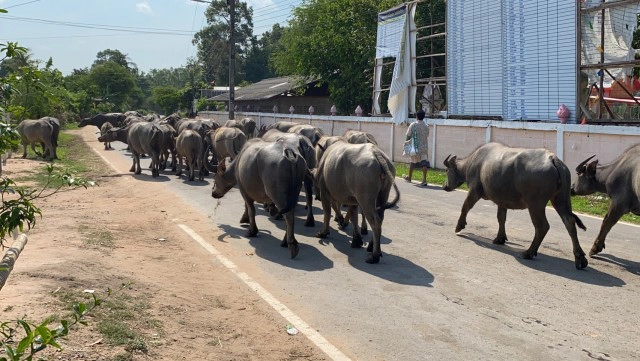 คุณตาอาสาเก็บขี้ควาย ทำความสะอาดถนนหลวงให้ฟรี
