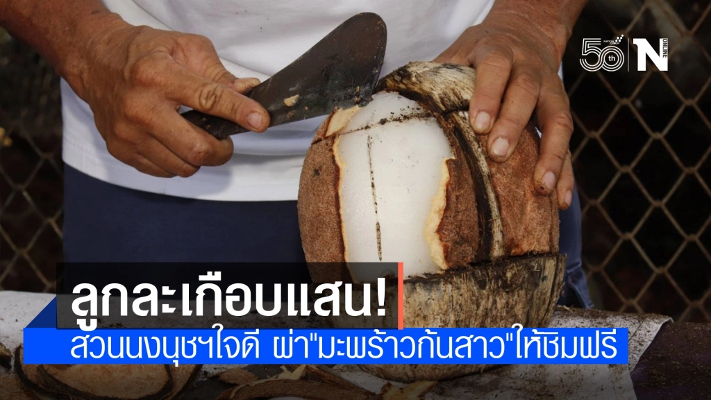 หายากที่สุดในโลก! สวนนงนุชพัทยา ผ่า "มะพร้าวก้นสาว" ลูกละเกือบแสนให้ชิมฟรี