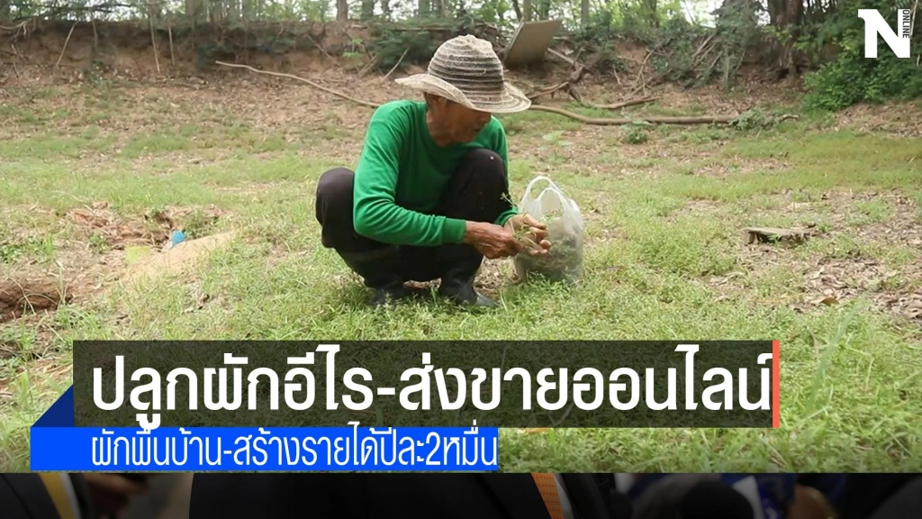 ปลูกผักอีไร-ส่งขายออนไลน์รายได้งาม