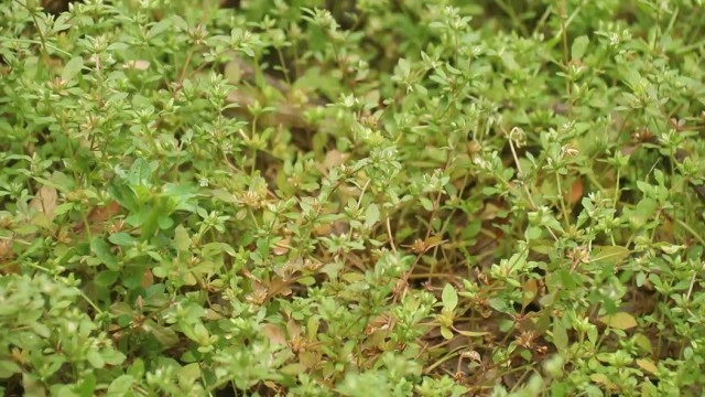 ปลูกผักอีไร-ส่งขายออนไลน์รายได้งาม