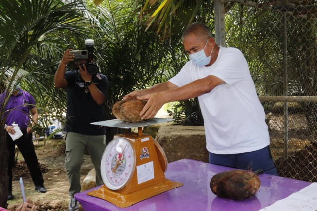 หายากที่สุดในโลก! สวนนงนุชพัทยา ผ่า "มะพร้าวก้นสาว" ลูกละเกือบแสนให้ชิมฟรี