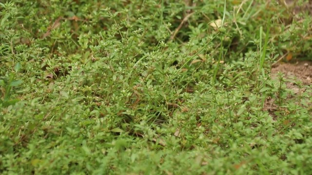 ปลูกผักอีไร-ส่งขายออนไลน์รายได้งาม