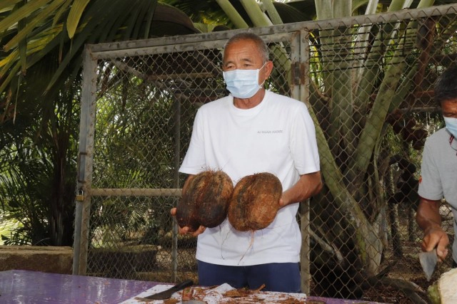 หายากที่สุดในโลก! สวนนงนุชพัทยา ผ่า "มะพร้าวก้นสาว" ลูกละเกือบแสนให้ชิมฟรี