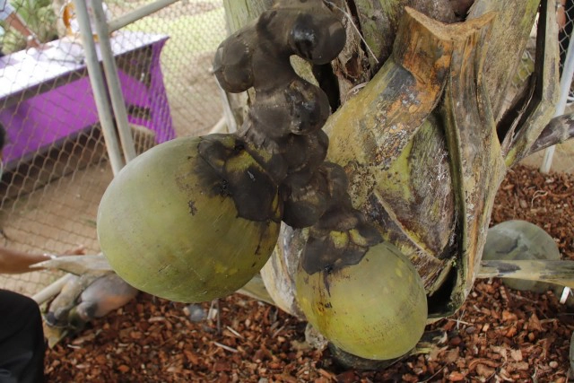 หายากที่สุดในโลก! สวนนงนุชพัทยา ผ่า "มะพร้าวก้นสาว" ลูกละเกือบแสนให้ชิมฟรี