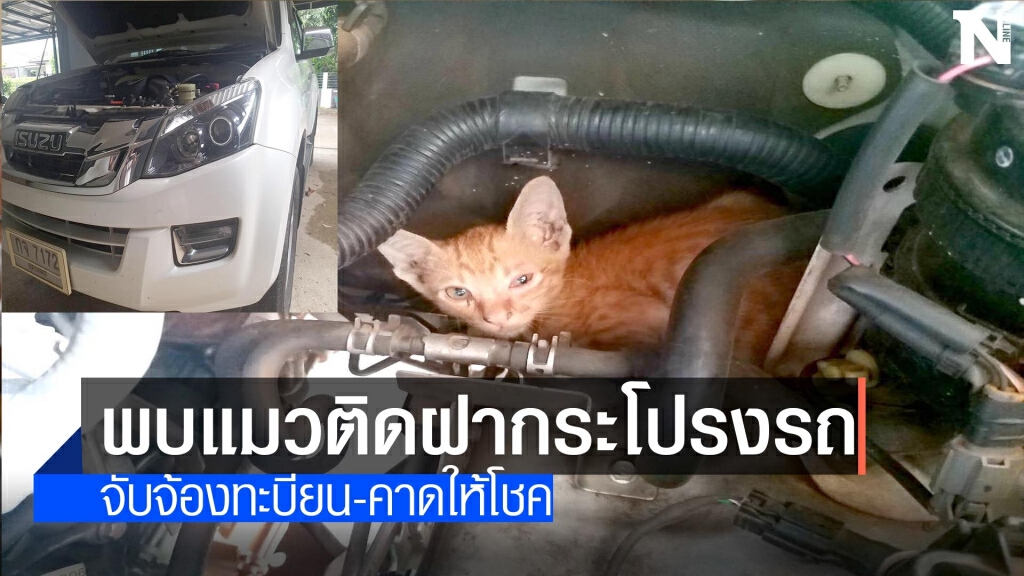ช่วยแมวติดฝากระโปรงรถ-คาดให้โชค