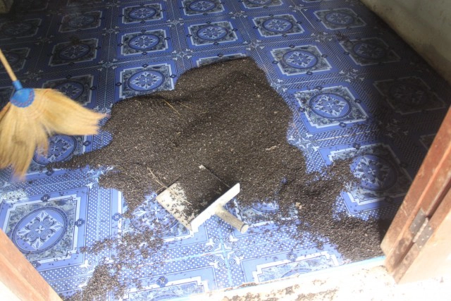 เร่งกำจัดแมลงปีกแข็งหลายแสนบุกบ้านที่โคราช