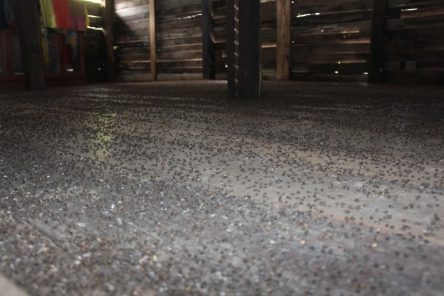 เร่งกำจัดแมลงปีกแข็งหลายแสนบุกบ้านที่โคราช