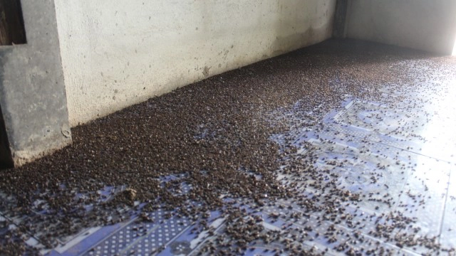 เร่งกำจัดแมลงปีกแข็งหลายแสนบุกบ้านที่โคราช