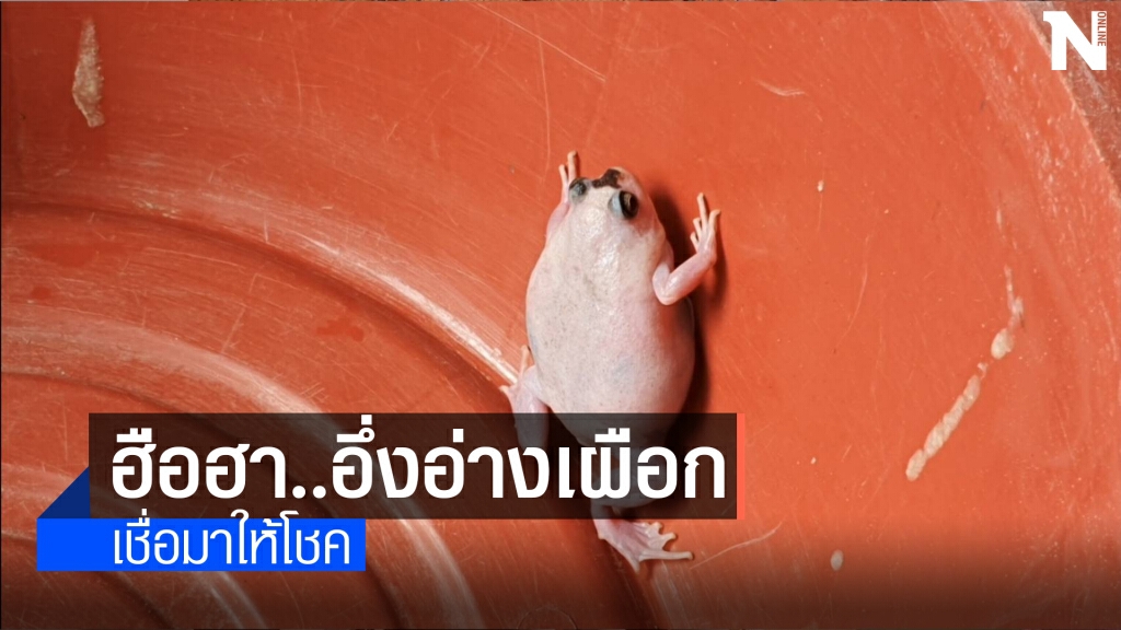 ฮือฮา หนุ่มบัวลายมือหมาน ! เจออึ่งอ่างเผือก ฮือฮา หนุ่มบัวลายมือหมาน ! เจออึ่งอ่างเผือก