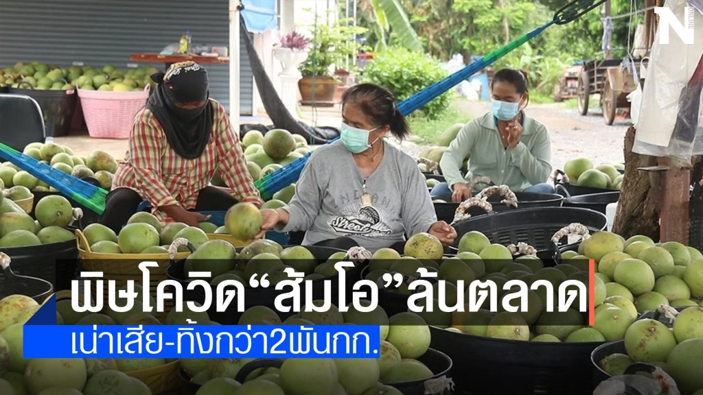 พิษโควิด"ส้มโอ"ล้นตลาด-ทิ้งกว่า2พันกก. พิษโควิด"ส้มโอ"ล้นตลาด-ทิ้งกว่า2พันกก.