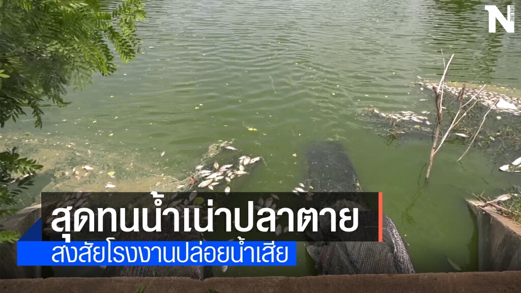วอนหน่วยงานตรวจสอบน้ำเน่าปลาตายเกลื่อนนับหมื่นตัว