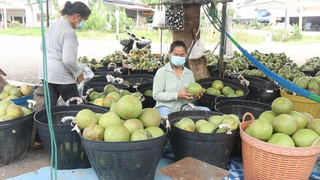 พิษโควิด"ส้มโอ"ล้นตลาด-ทิ้งกว่า2พันกก.