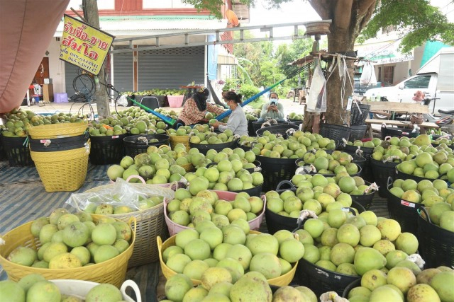 พิษโควิด"ส้มโอ"ล้นตลาด-ทิ้งกว่า2พันกก.