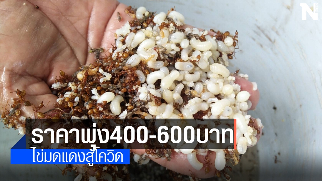 ชาวบ้านสู้โควิดไม่ท้อ แหย่ไข่มดแดงขายรายได้งาม