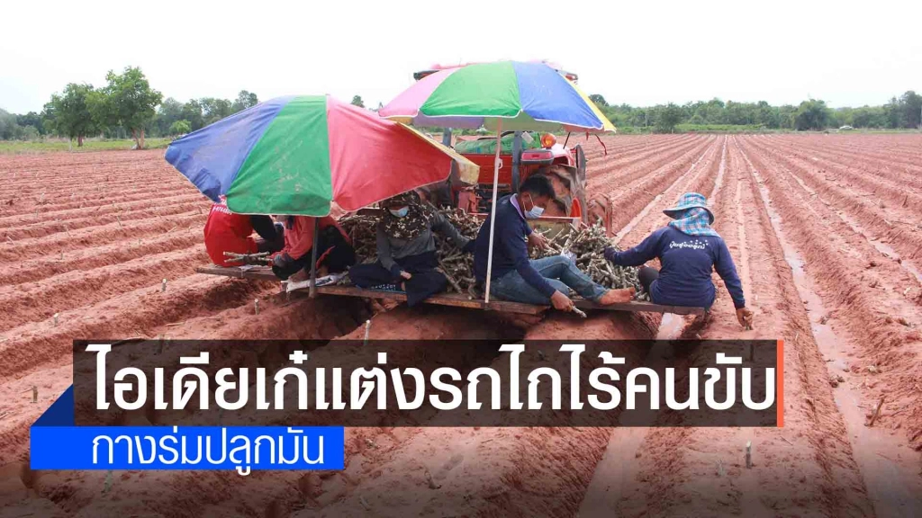 ไอเดียเก๋แต่งรถไถไร้คนขับกางร่มปลูกมันสีสันวันแรงงาน