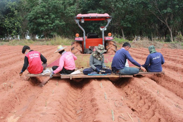 ไอเดียเก๋แต่งรถไถไร้คนขับกางร่มปลูกมันสีสันวันแรงงาน