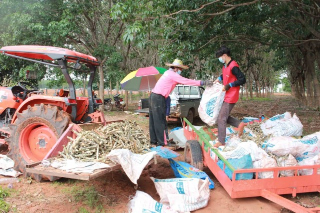 ไอเดียเก๋แต่งรถไถไร้คนขับกางร่มปลูกมันสีสันวันแรงงาน