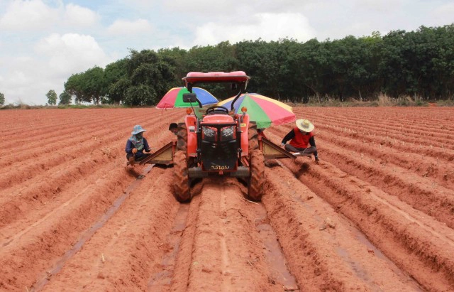 ไอเดียเก๋แต่งรถไถไร้คนขับกางร่มปลูกมันสีสันวันแรงงาน