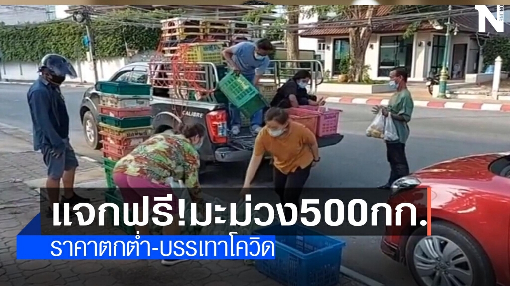 ราคามะม่วงตก-แจกฟรี500 กก. ราคามะม่วงตก-แจกฟรี500 กก.