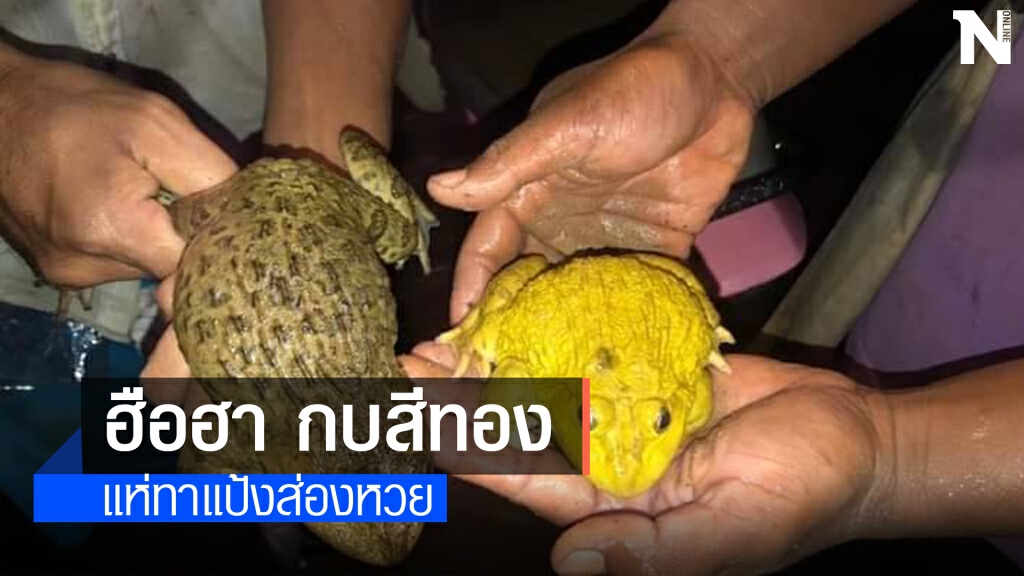 ฮือฮา...ชาวบ้านแห่ขอหวยกบสีทอง เชื่อจะนำโชคมาให้