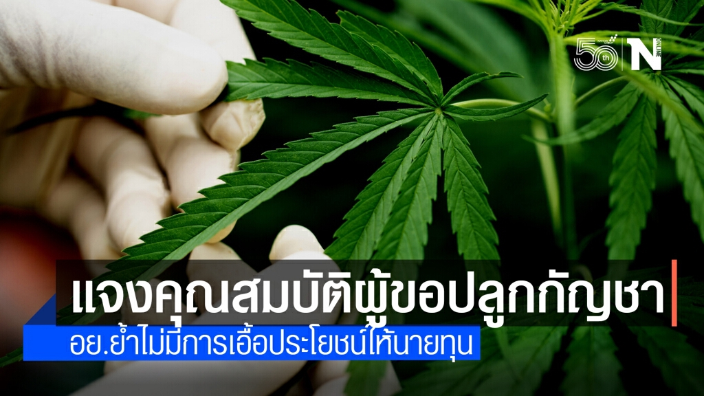 อย. เผย ใครปลูกกัญชาได้บ้าง ภายใต้เงื่อนไขที่กำหนด ไม่เอื้อนายทุน