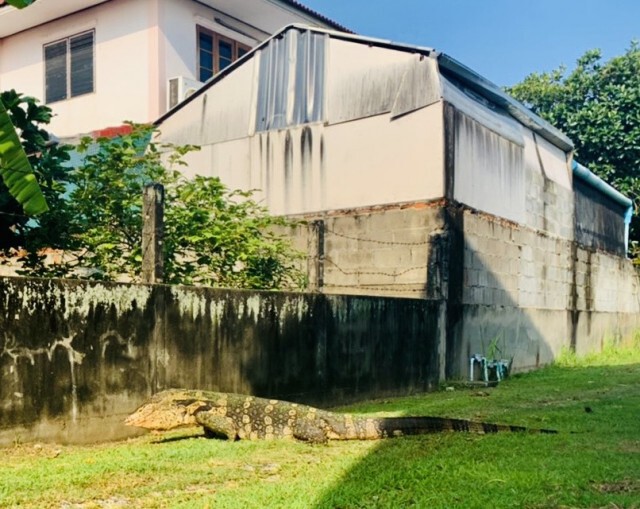 จับตัวเงินตัวทอง-บุกบ้านตั้งแต่เช้า