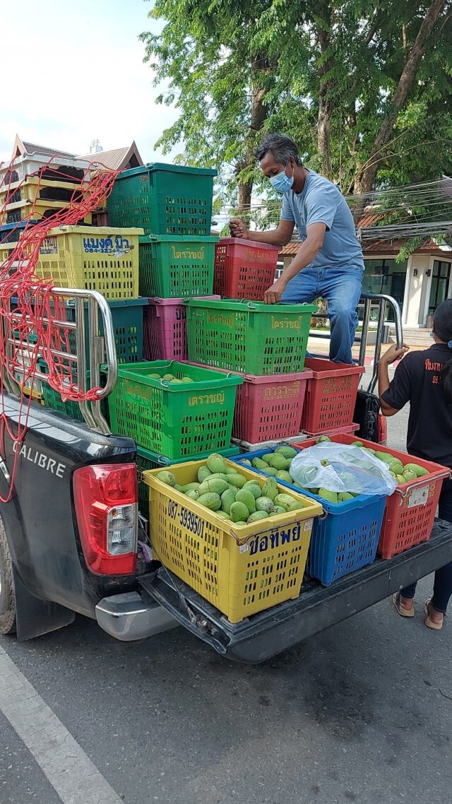 ราคามะม่วงตก-แจกฟรี500 กก.