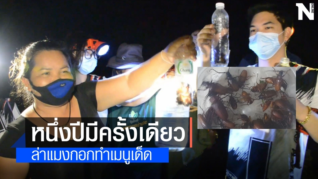 หนึ่งปีมีครั้งเดียว ออกส่องไฟจับแมงกอกคึกคักขายได้ราคาดี