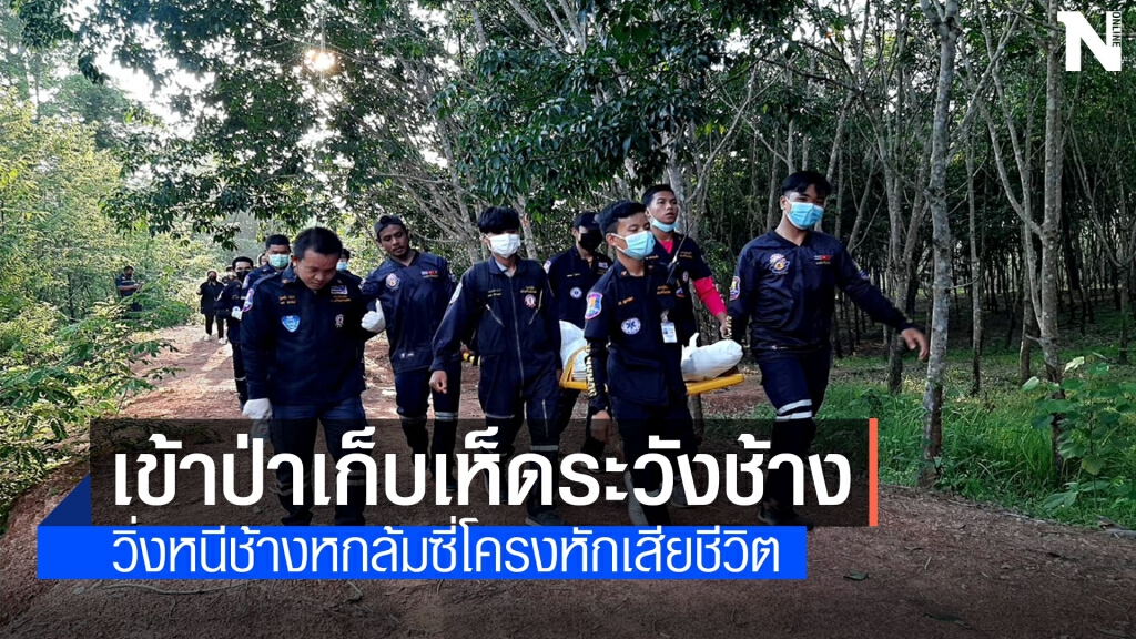 ชาวบ้านเข้าป่าหาเห็ดเจอช้างต่างฝ่ายต่างวิ่งคนล้มซี่โครงหักดับ