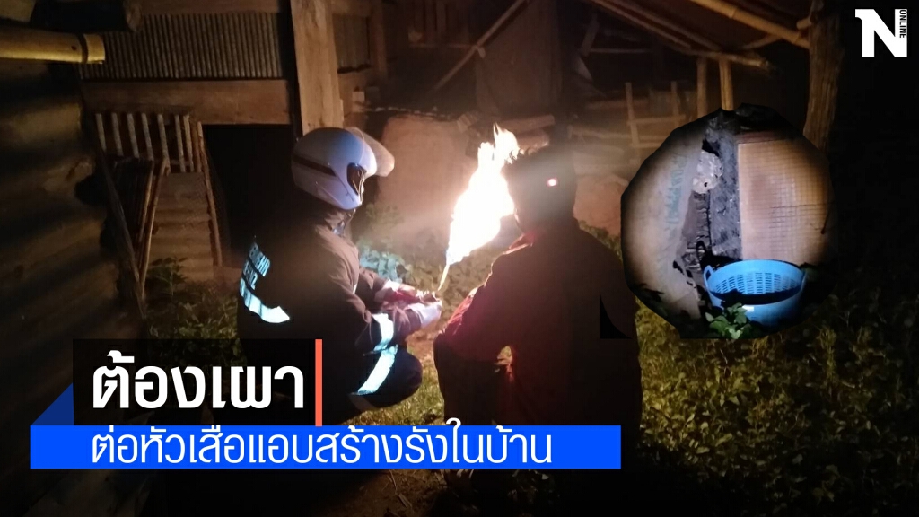ต่อหัวเสือบุก โร่แจ้งกู้ภัยช่วยกำจัดหลังต่อยชาวบ้านหลายราย ต่อหัวเสือบุก โร่แจ้งกู้ภัยช่วยกำจัดหลังต่อยชาวบ้านหลายราย