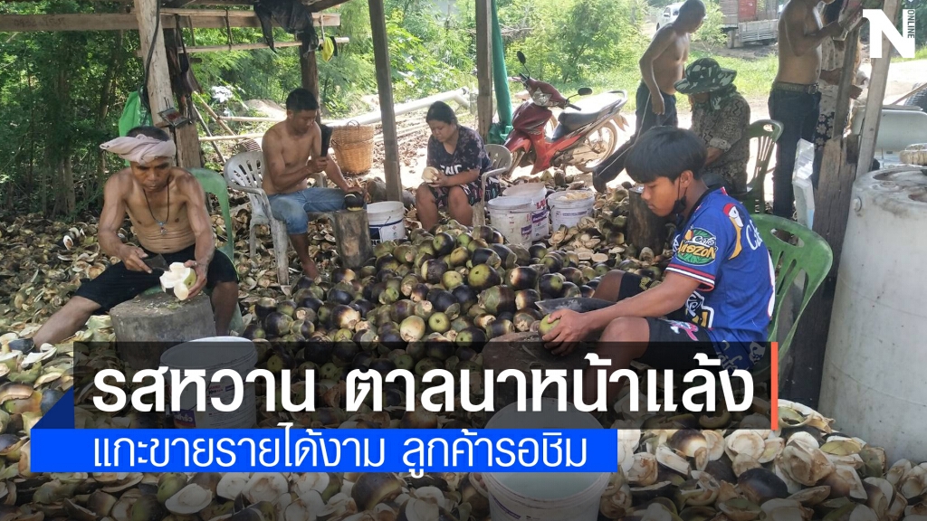 แกะลูกตาลขายสู้โควิด รายได้วันละกว่า 5 พันบาท แกะลูกตาลขายสู้โควิด รายได้วันละกว่า 5 พันบาท