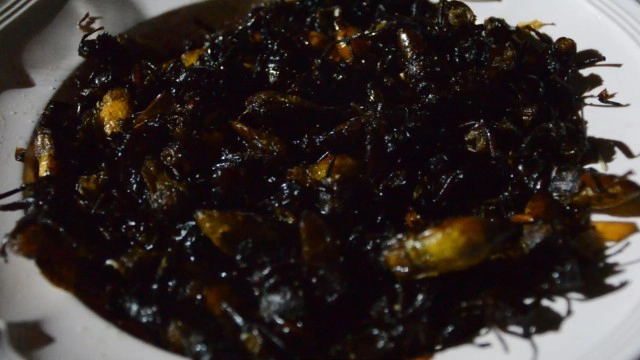 หนึ่งปีมีครั้งเดียว ออกส่องไฟจับแมงกอกคึกคักขายได้ราคาดี