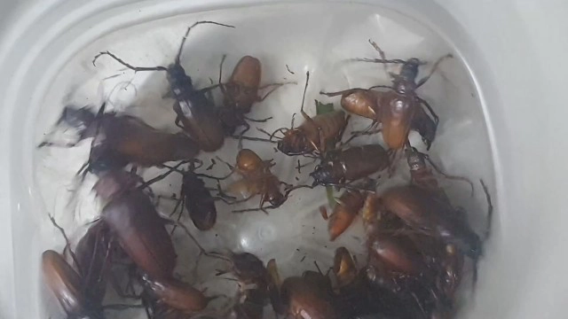 หนึ่งปีมีครั้งเดียว ออกส่องไฟจับแมงกอกคึกคักขายได้ราคาดี