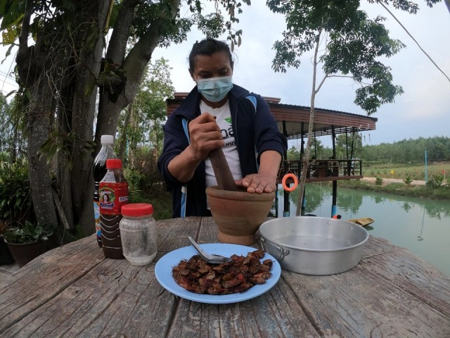 ตะลึง !! แมงแคงเมนูจากฟ้า ราคา กก. 2 พัน