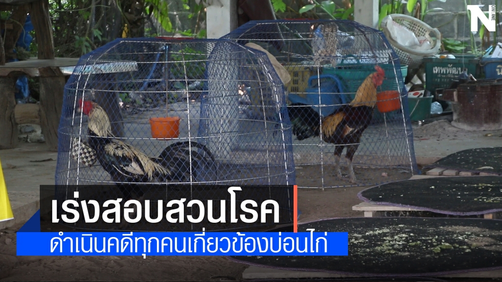 เตรียมเอาผิดย้อนหลังเซียนไก่ชนฝ่าฝืน พ.ร.ก.ควบคุมโรค เตรียมเอาผิดย้อนหลังเซียนไก่ชนฝ่าฝืน พ.ร.ก.ควบคุมโรค