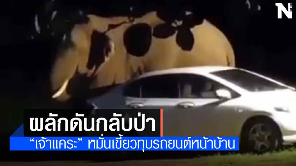 ช้างป่าเขาใหญ่ทุบทำลายรถยนต์จอดหน้าบ้าน