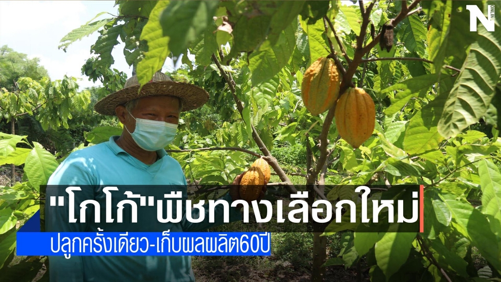 "โกโก้"พืชทางเลือกใหม่ "โกโก้"พืชทางเลือกใหม่