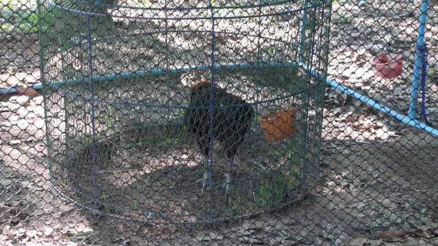 เตรียมเอาผิดย้อนหลังเซียนไก่ชนฝ่าฝืน พ.ร.ก.ควบคุมโรค