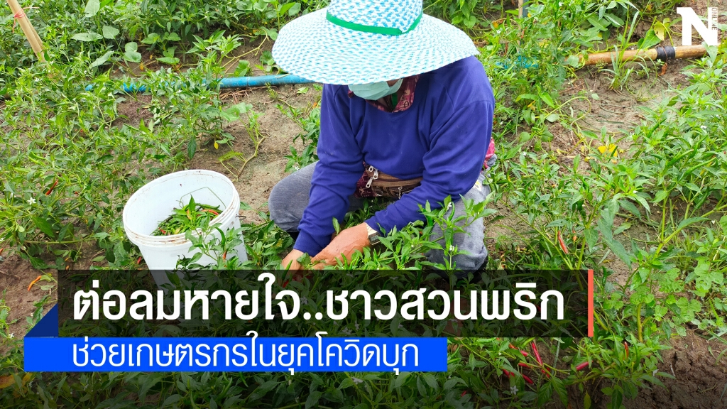 ต่อลมหายใจ...เกษตรกรสวนพริกยุคโควิด ต่อลมหายใจ...เกษตรกรสวนพริกยุคโควิด