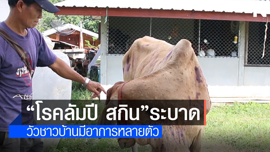 เกษตรกรผวา!วัวติดไวรัส ระบาดแล้วหลายหมู่บ้าน
